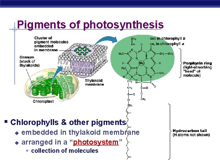 Pigments of photosynthesis § Chlorophylls & other pigments u u embedded in thylakoid membrane