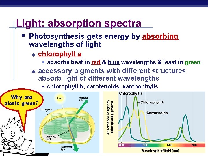 Light: absorption spectra § Photosynthesis gets energy by absorbing wavelengths of light u chlorophyll