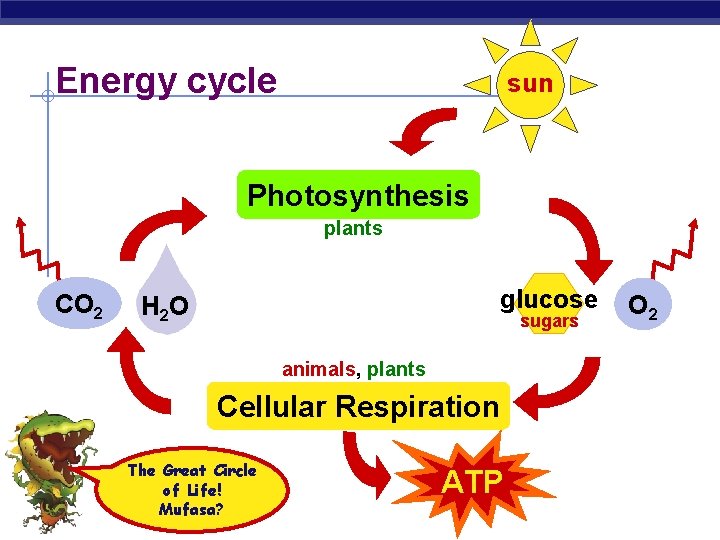 Energy cycle sun Photosynthesis plants CO 2 glucose H 2 O sugars animals, plants