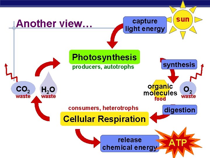 Another view… capture light energy Photosynthesis producers, autotrophs CO 2 waste sun organic O