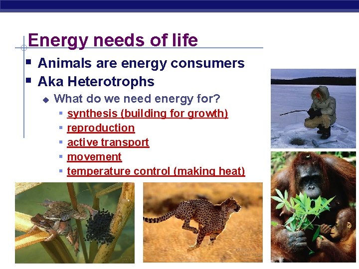 Energy needs of life § Animals are energy consumers § Aka Heterotrophs u What