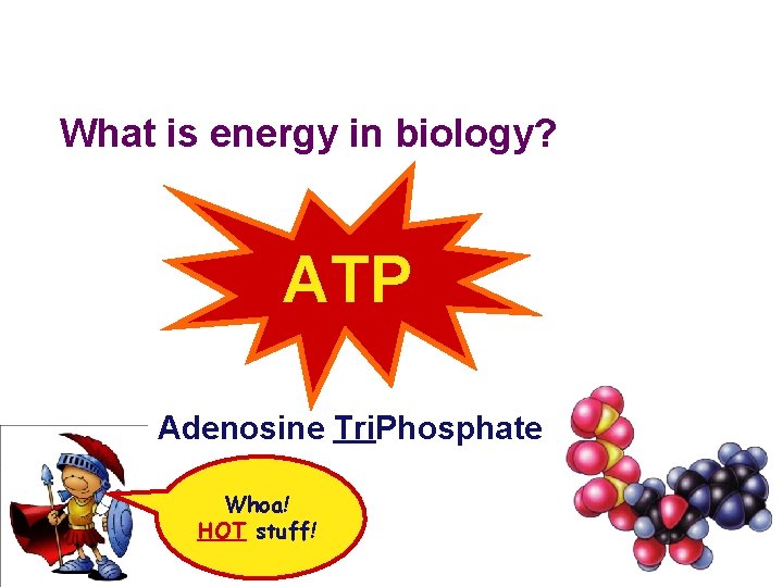 What is energy in biology? ATP Adenosine Tri. Phosphate Whoa! HOT stuff! 2009 -2010