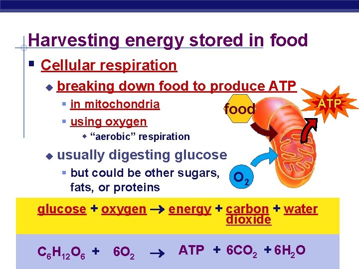 Harvesting energy stored in food § Cellular respiration u breaking down food to produce