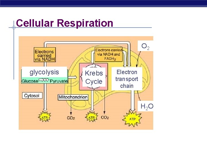 Cellular Respiration O 2 glycolysis Krebs Cycle Electron transport chain H 2 O 