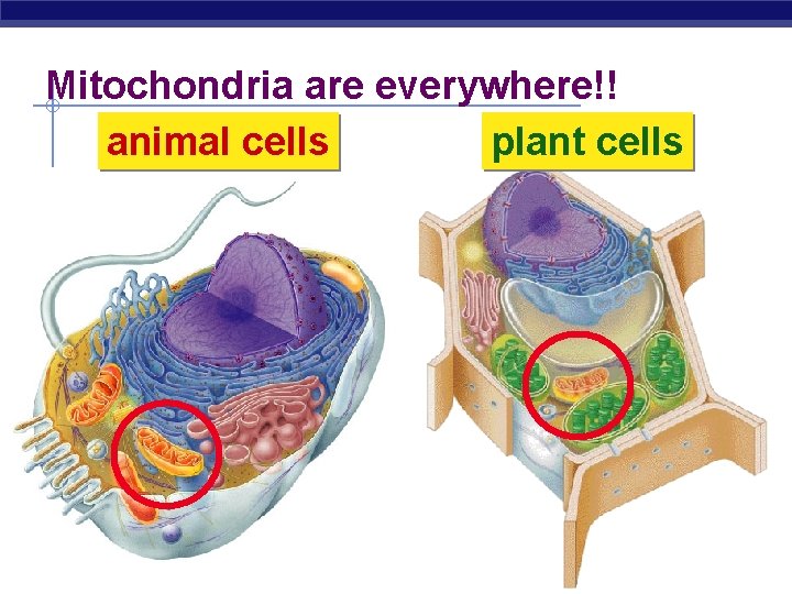 Mitochondria are everywhere!! animal cells plant cells 