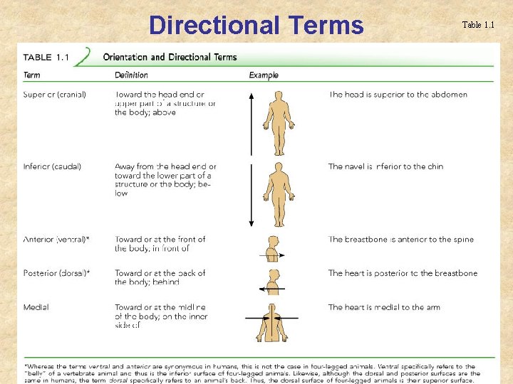 Directional Terms Table 1. 1 Directional Terms Table 1. 1