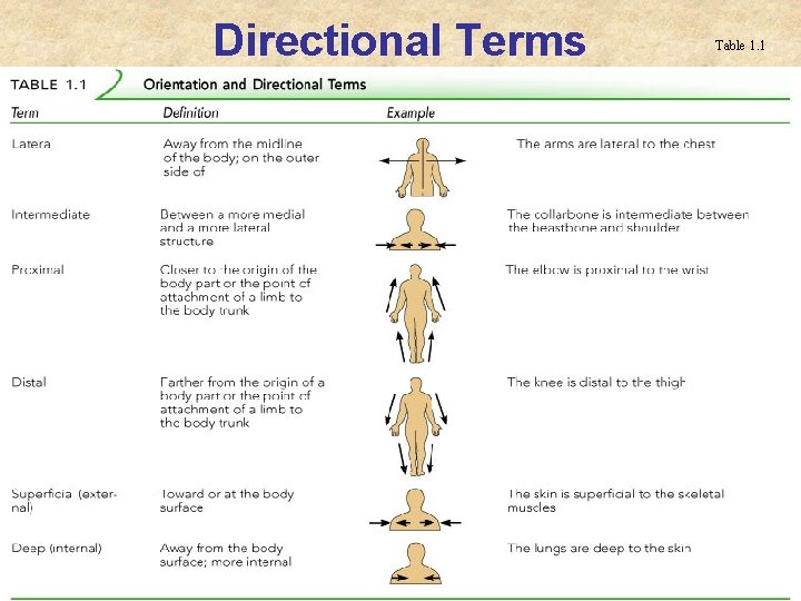 Directional Terms Table 1. 1 