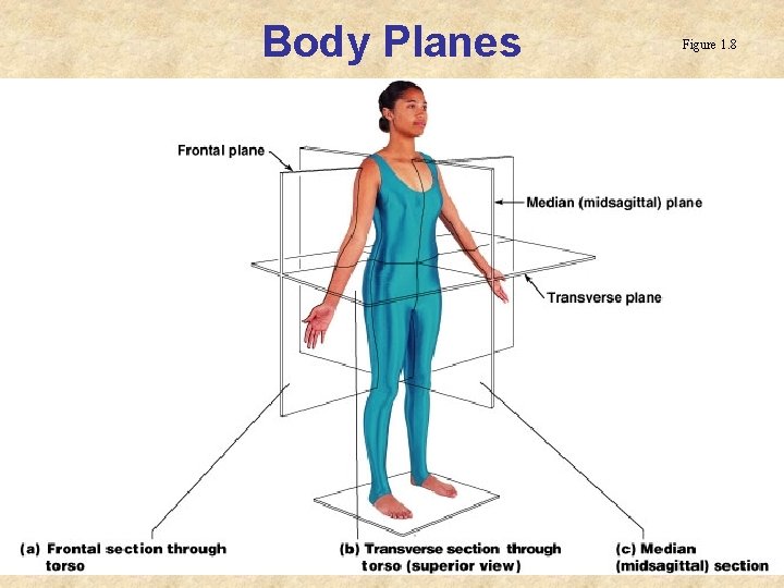Body Planes Figure 1. 8 Body Planes Figure 1. 8