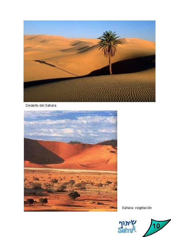 Desierto del Sahara- vegetación 10 