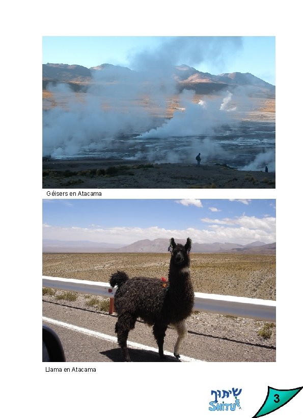 Géisers en Atacama Llama en Atacama 3 