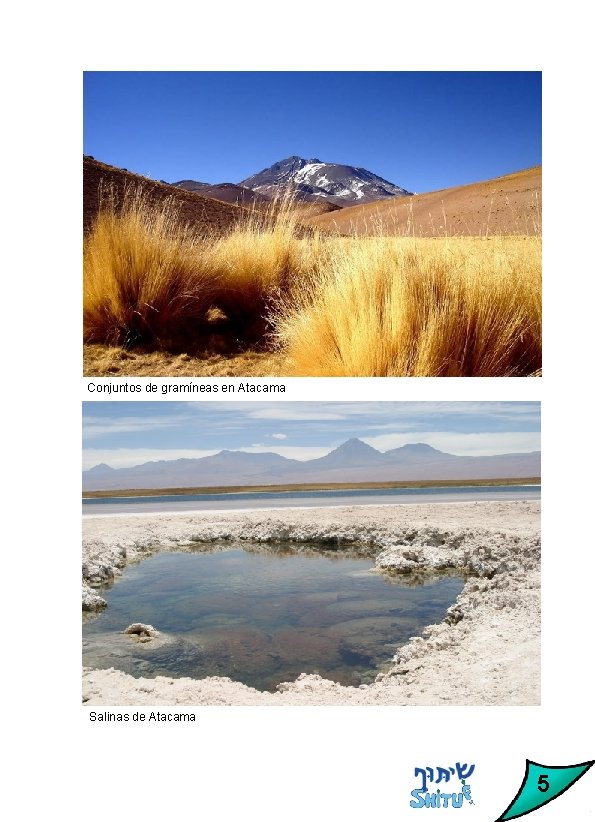 Conjuntos de gramíneas en Atacama Salinas de Atacama 5 