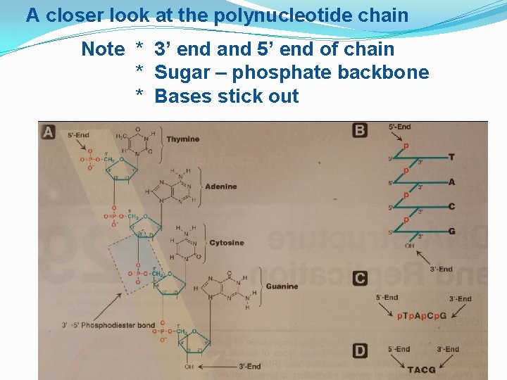 A closer look at the polynucleotide chain Note * 3’ end and 5’ end