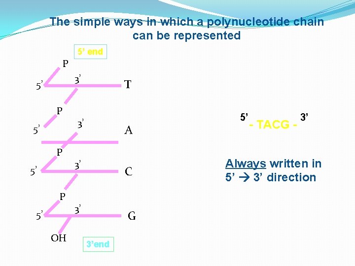The simple ways in which a polynucleotide chain can be represented 5’ end P