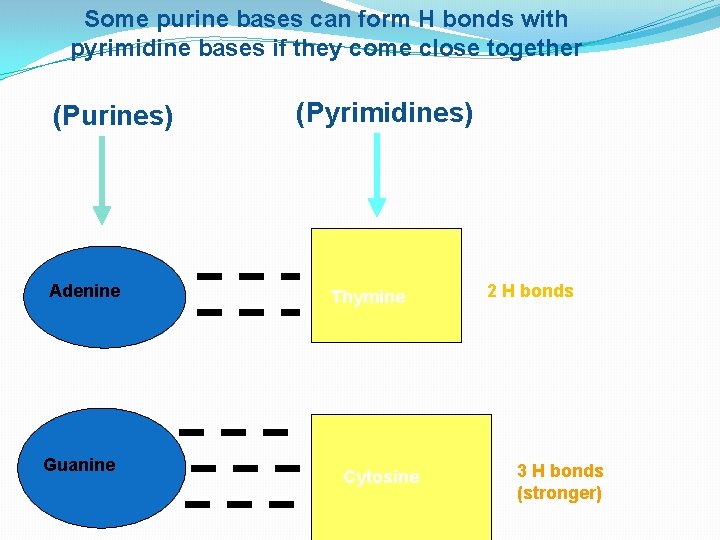 Some purine bases can form H bonds with pyrimidine bases if they come close