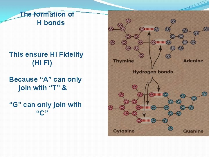 The formation of H bonds This ensure Hi Fidelity (Hi Fi) Because “A” can