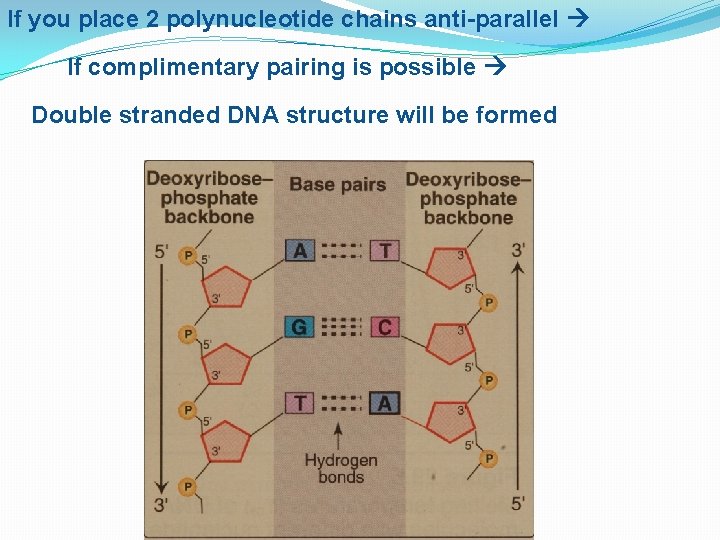 If you place 2 polynucleotide chains anti-parallel If complimentary pairing is possible Double stranded