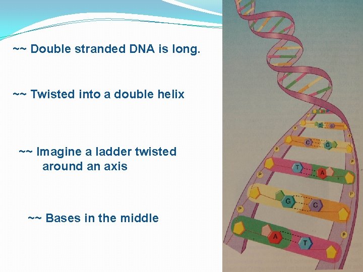 ~~ Double stranded DNA is long. ~~ Twisted into a double helix ~~ Imagine