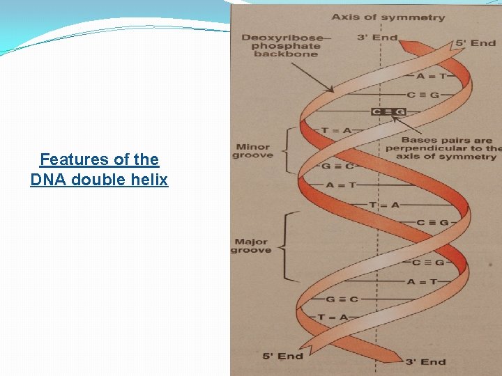 Features of the DNA double helix 
