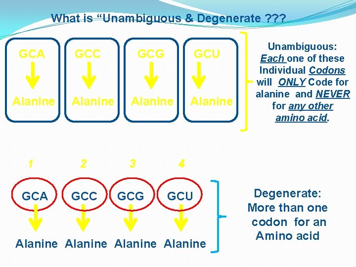 What is “Unambiguous & Degenerate ? ? ? GCA Alanine 1 GCA GCC Alanine