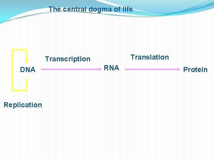 The central dogma of life Translation Transcription DNA Replication RNA Protein 