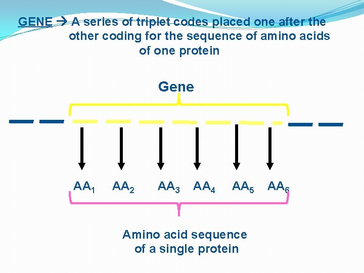 GENE A series of triplet codes placed one after the other coding for the