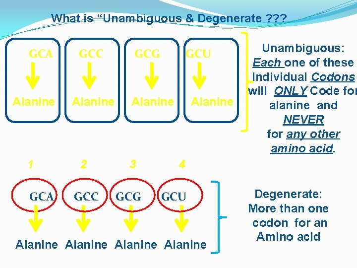 What is “Unambiguous & Degenerate ? ? ? GCA Alanine 1 GCA GCC Alanine
