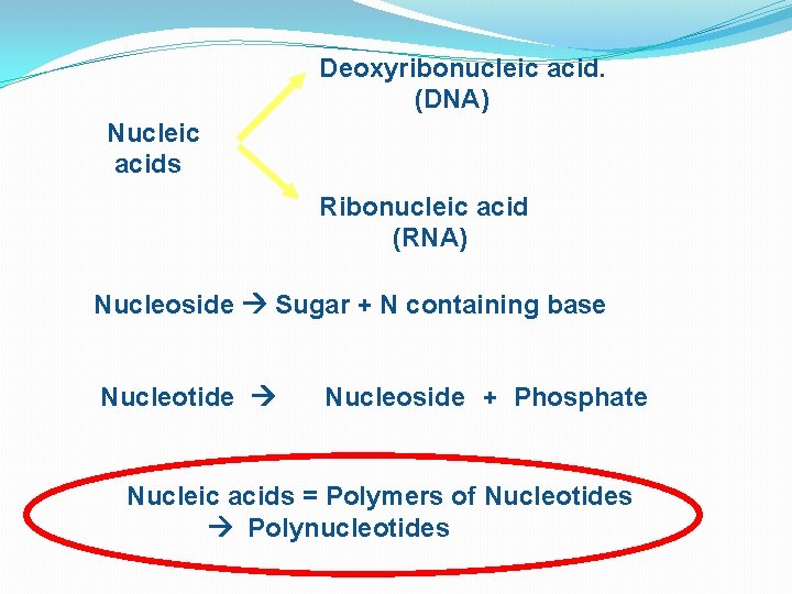Deoxyribonucleic acid. (DNA) Nucleic acids Ribonucleic acid (RNA) Nucleoside Sugar + N containing base