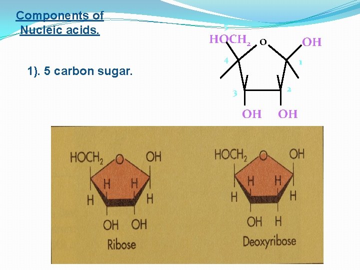 Components of Nucleic acids. 5 HOCH 2 OH O 4 1 1). 5 carbon