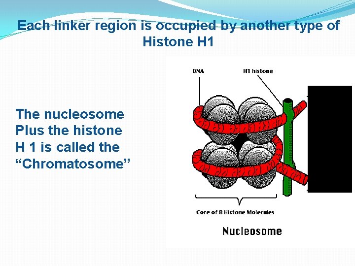Each linker region is occupied by another type of Histone H 1 The nucleosome