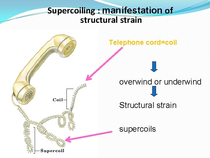 Supercoiling : manifestation of structural strain Telephone cord=coil overwind or underwind Structural strain supercoils