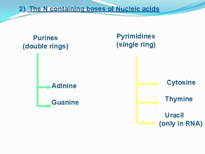 2). The N containing bases of Nucleic acids Purines (double rings) Pyrimidines (single ring)