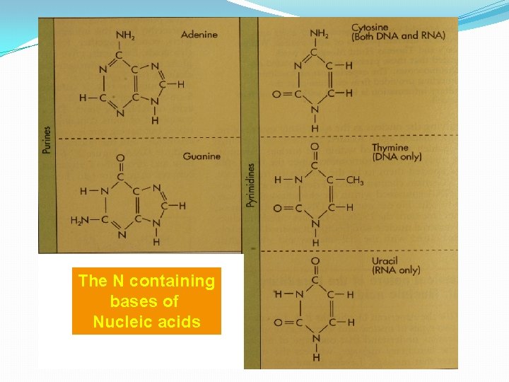 The N containing bases of Nucleic acids 
