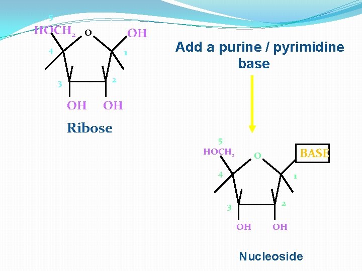 5 HOCH 2 OH O 4 1 Add a purine / pyrimidine base 2