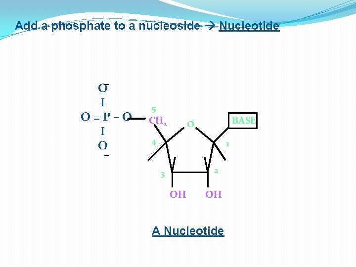 Add a phosphate to a nucleoside Nucleotide O‒ I O=P–O I O 5 CH