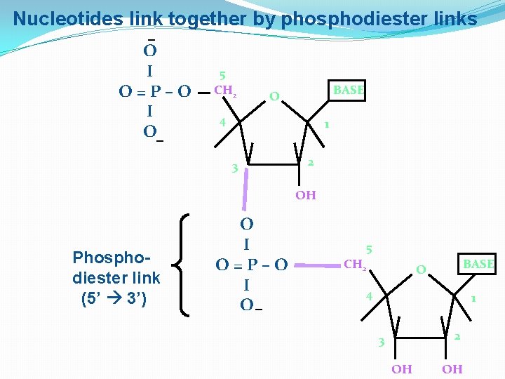 Nucleotides link together by phosphodiester links ‒ O I O=P–O I O‒ 5 CH