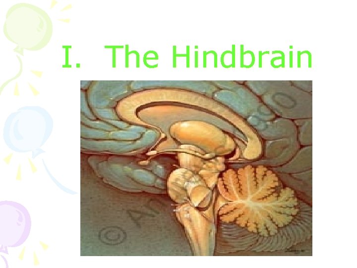 I. The Hindbrain 