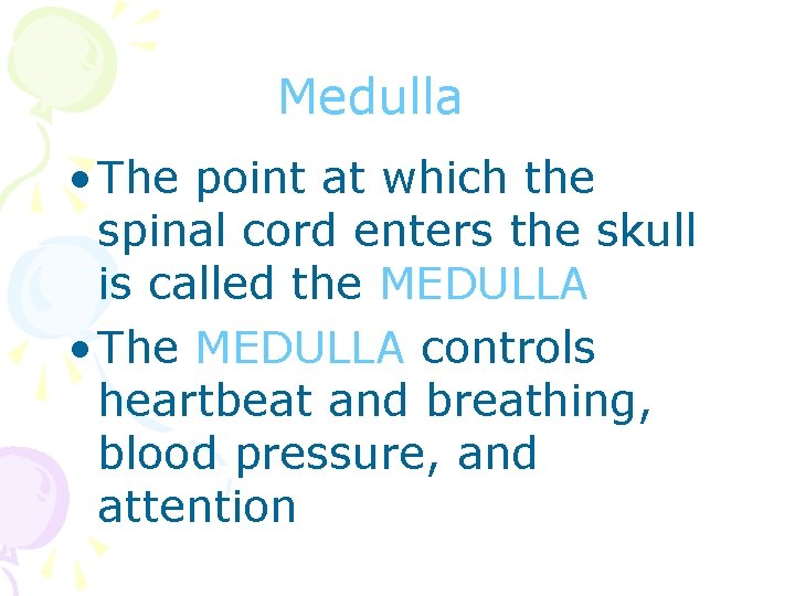 Medulla • The point at which the spinal cord enters the skull is called