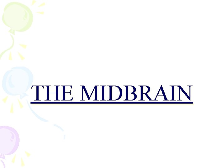 THE MIDBRAIN 