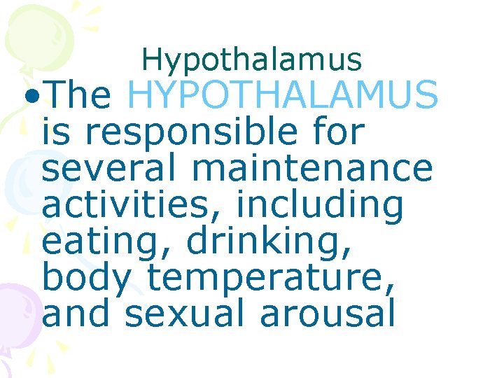 Hypothalamus • The HYPOTHALAMUS is responsible for several maintenance activities, including eating, drinking, body