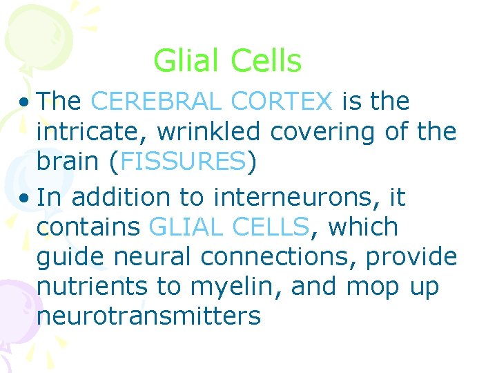 Glial Cells • The CEREBRAL CORTEX is the intricate, wrinkled covering of the brain