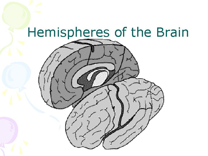 Hemispheres of the Brain 