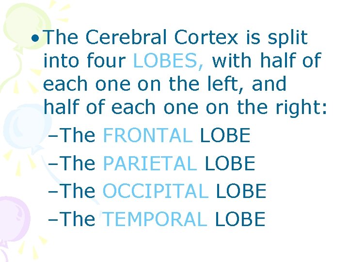  • The Cerebral Cortex is split into four LOBES, with half of each