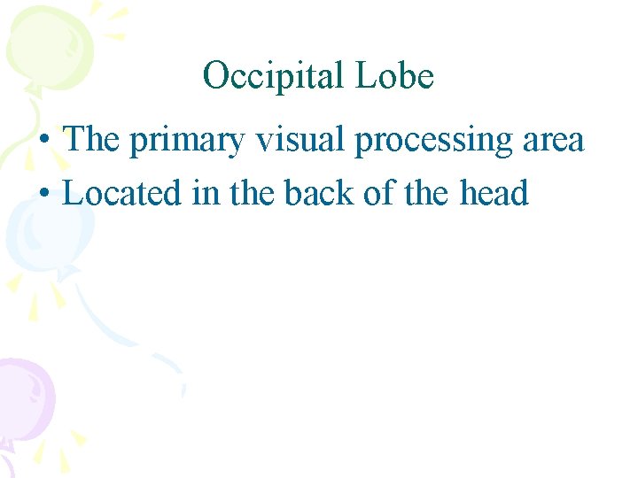 Occipital Lobe • The primary visual processing area • Located in the back of