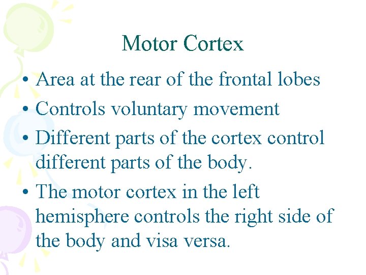 Motor Cortex • Area at the rear of the frontal lobes • Controls voluntary