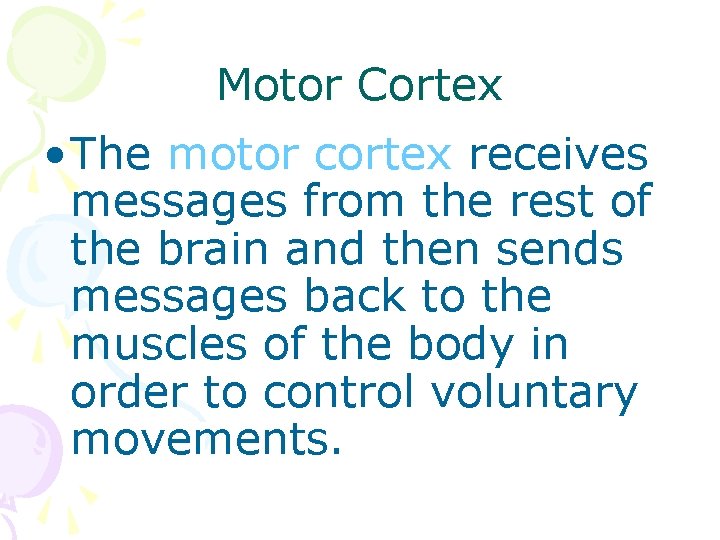 Motor Cortex • The motor cortex receives messages from the rest of the brain