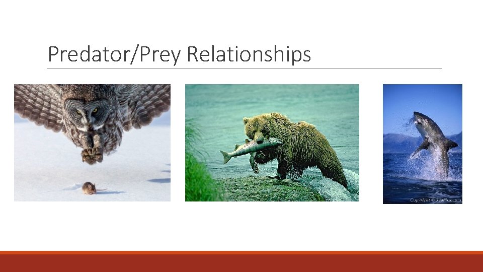 Predator/Prey Relationships 