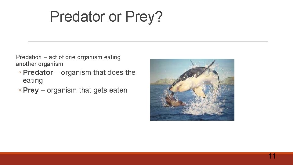 Predator or Prey? Predation – act of one organism eating another organism ◦ Predator