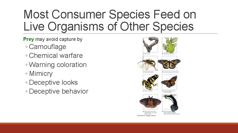 Most Consumer Species Feed on Live Organisms of Other Species Prey may avoid capture