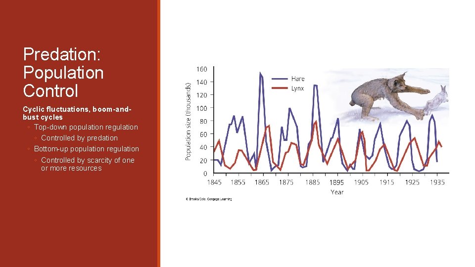 Predation: Population Control Cyclic fluctuations, boom-andbust cycles ◦ Top-down population regulation ◦ Controlled by