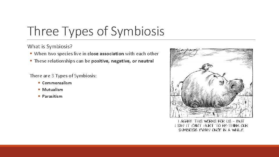 Three Types of Symbiosis What is Symbiosis? § When two species live in close